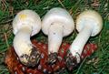 غاریقون ، field mushroom ، pink bottom